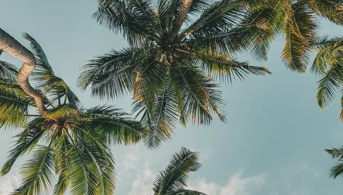 palm-trees-blue-sky