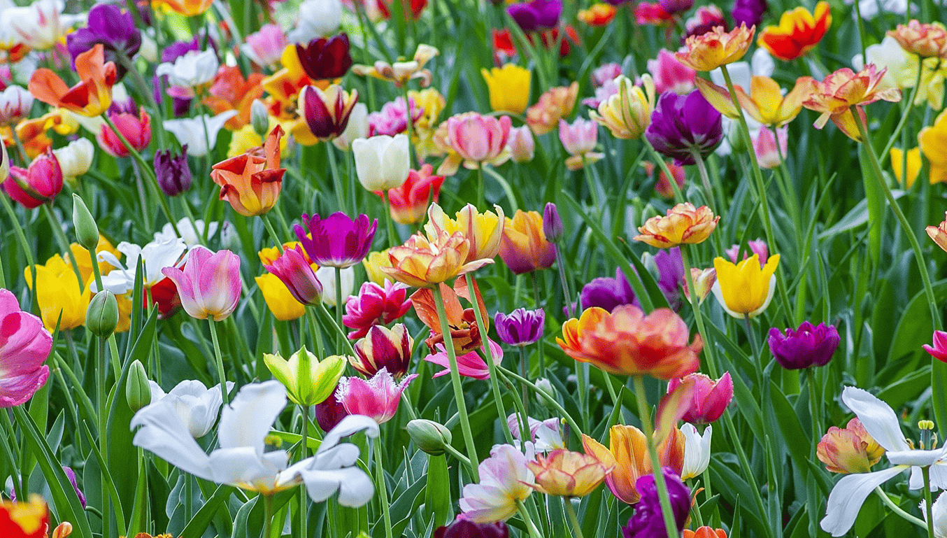 spring flowers