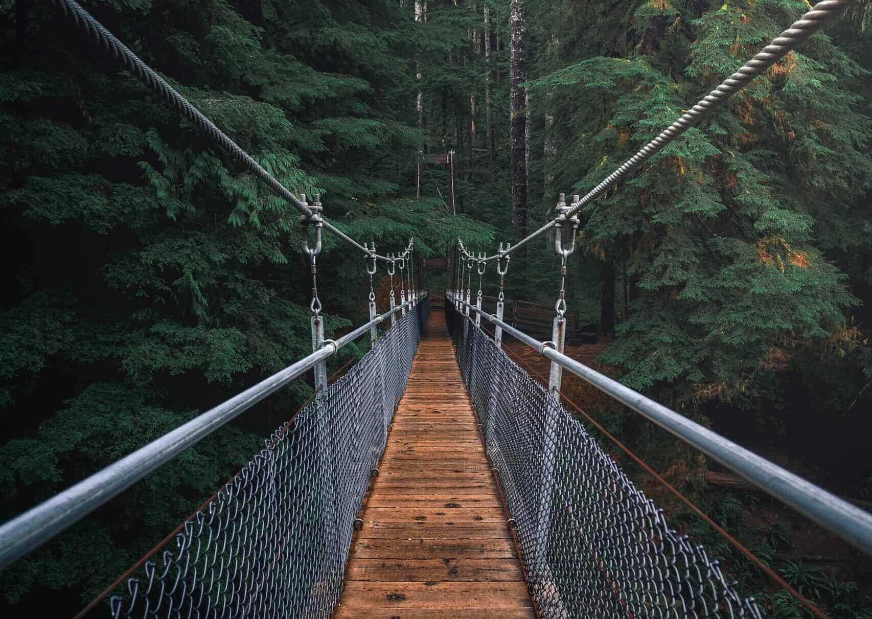 a bridge heading into a canopy of trees|