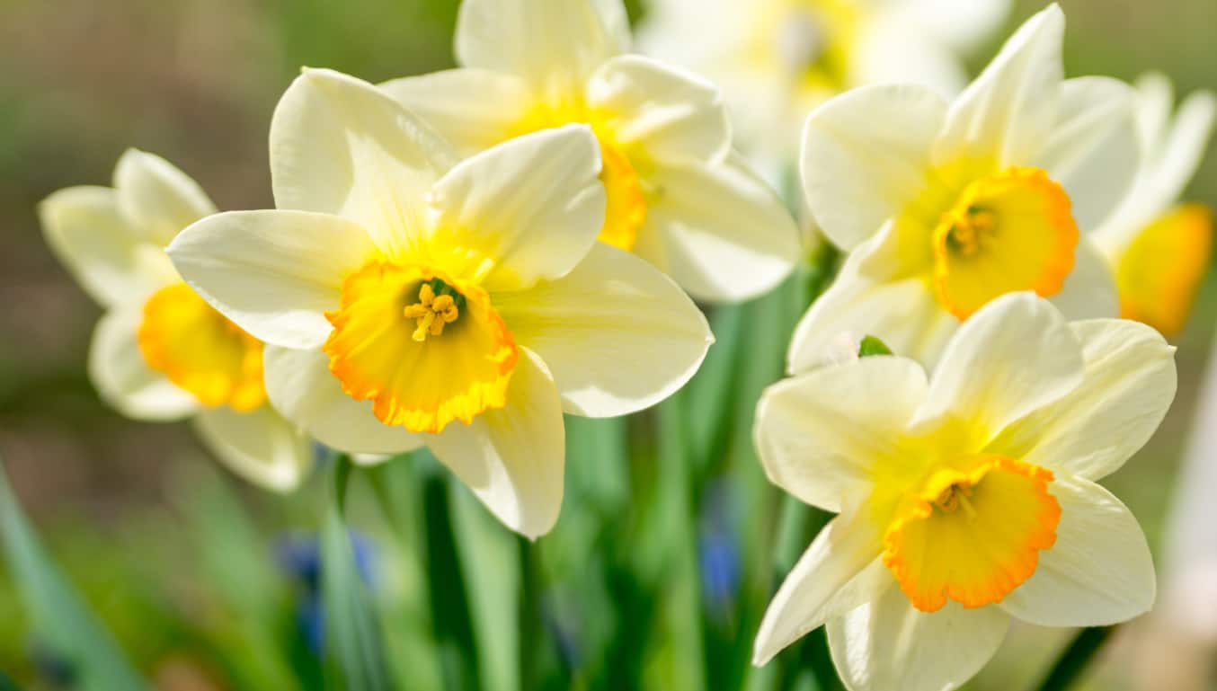 yellow flowers